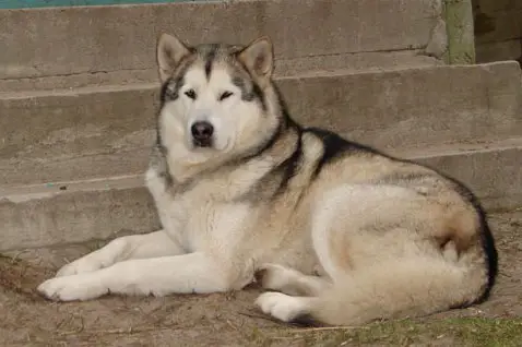 CH White Fang Z Śnieżnej Doliny