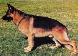 (PT) Big Lord Da Quinta Do Ribeiro