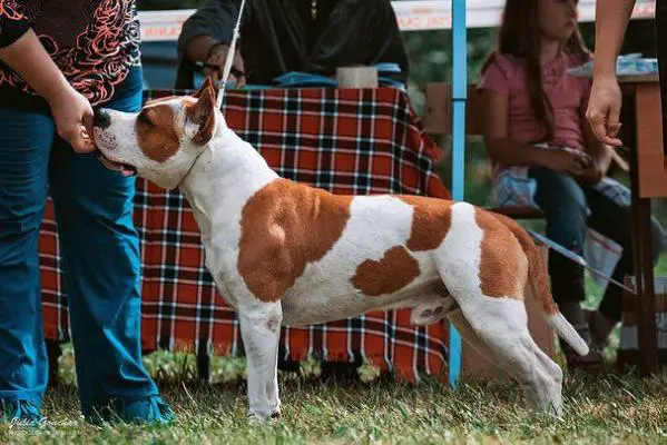 CH.RUS.CH.RKF Zheltaya Rhapsody Verum Joker