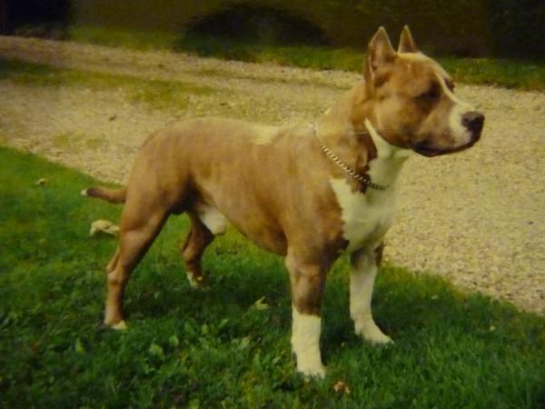 Paky's Linke brindle grey