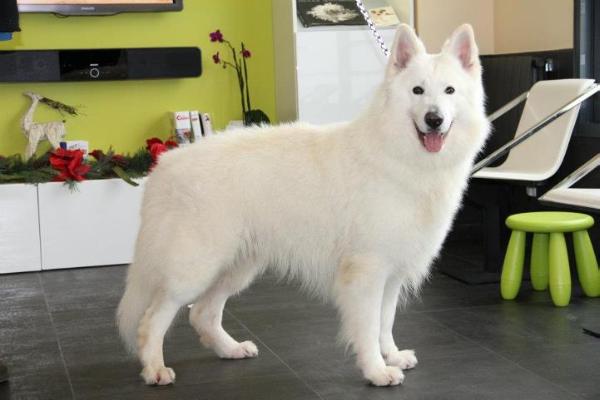 MDR1 +/+ E-rex du bois des ternes HDA ED0