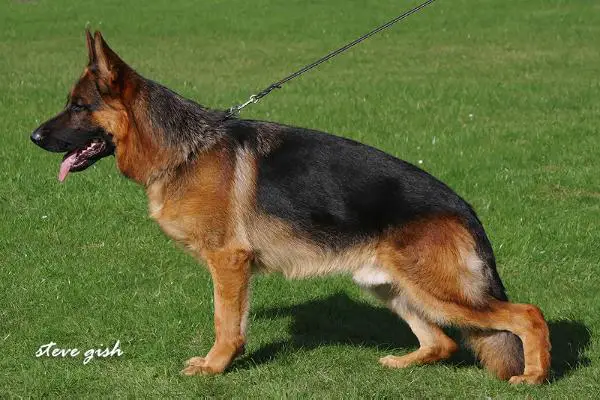 V Woody von der Bärenschlucht