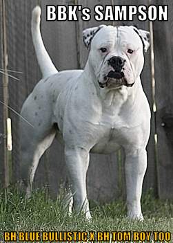 BBK's Sampson of Brave Heart PH.42.50