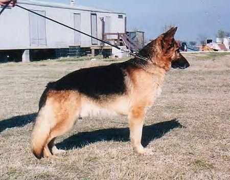 Igor von der Bellinger Warte