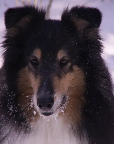 Springmist's Haunted Lady