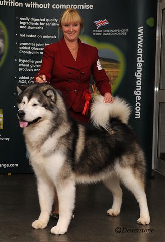 BIS INTL CH Chayo All Eyes On Me