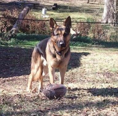 Zeke vom Schwarzen Hund