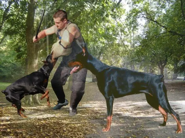 MULTI CH Asha van de Donken