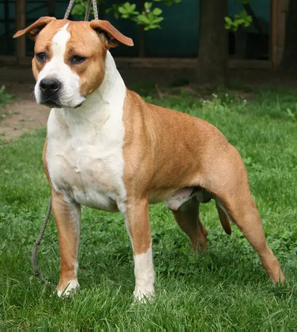 Moon Rock Landi's Red Cloud