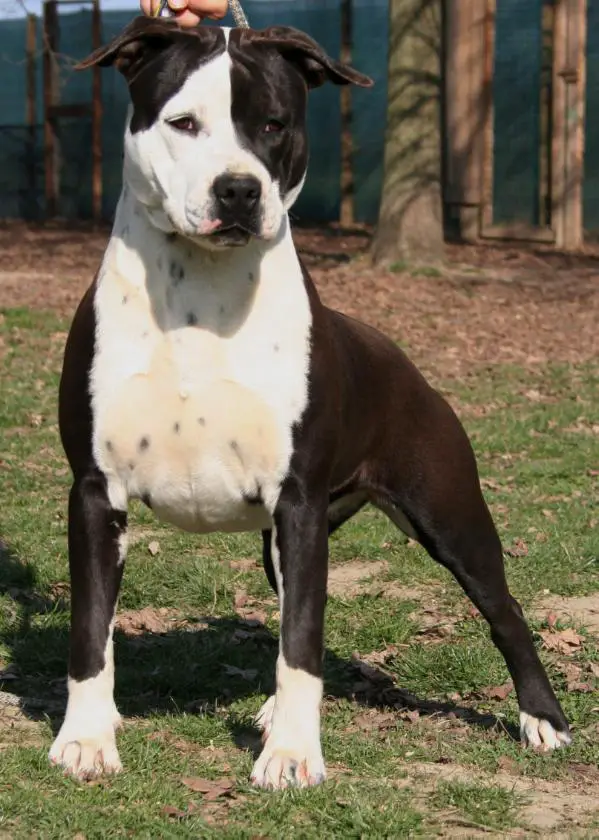 Moon Rock Landi's Do Not Stop Al The Top