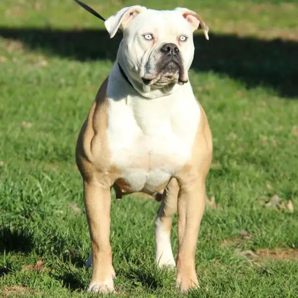 T-Town Sophie of Notorious Bulldogs PH .52/.56