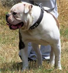 BAYSIDE'S BIG BRUSOR