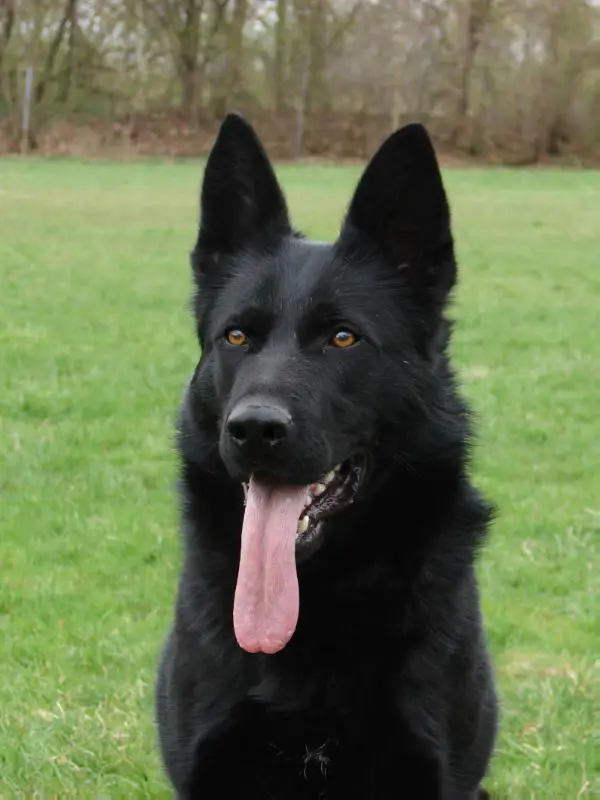 Qasha z Berounské basty