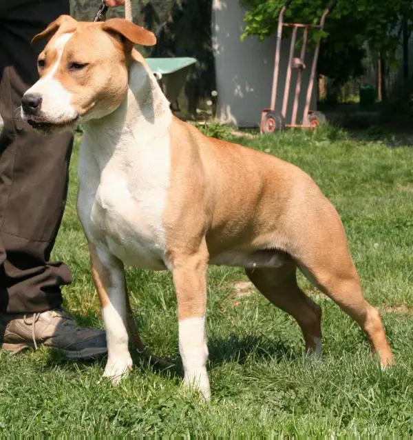 Moon Rock Landi's Cherooke Queen