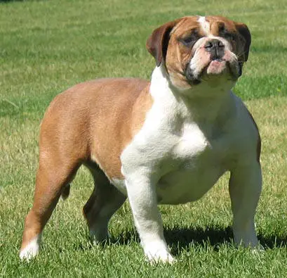 Rio Bravo's Oildale Jane