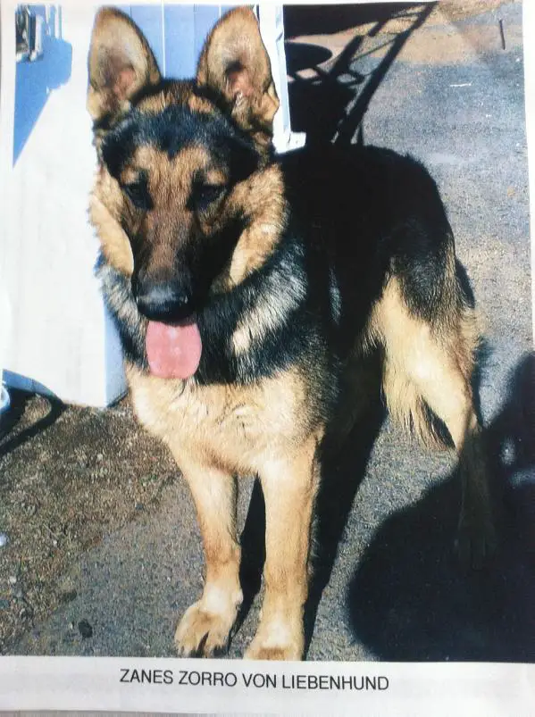 Zanes Zorro von Liebenhund