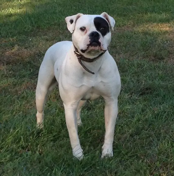 Badger Tuffs Keysa of Venn