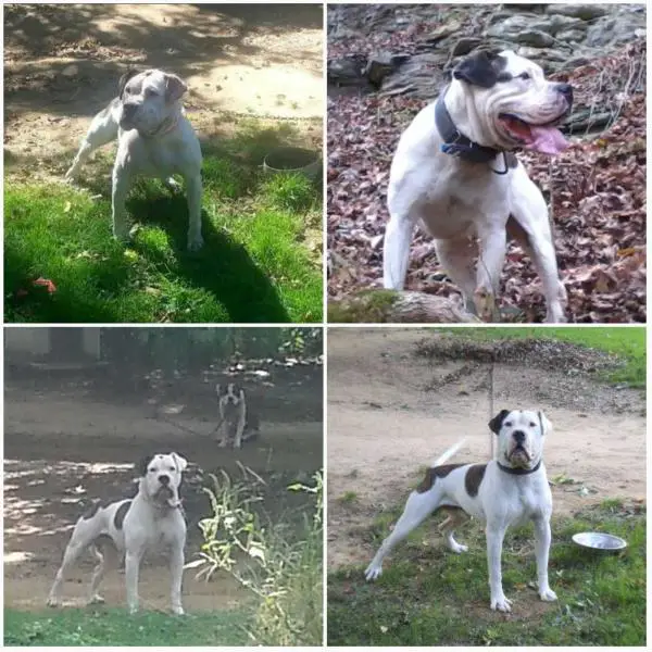 York's Fog of Holman