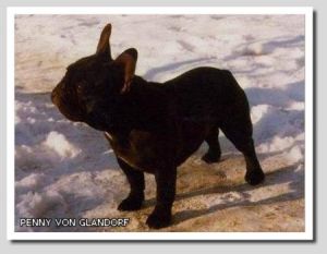 CH. Penny Von Glandorf