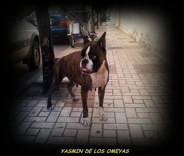 Yazmin de los Omeyas
