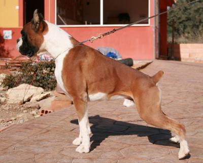 Brisco de los Omeyas