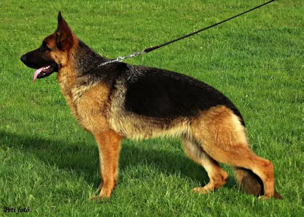 Bonnie von Nord Osten