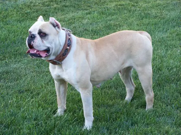 BullyBadass's Lizzy of Barbosa