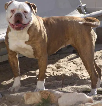 BullyBadass's  Fat Bottom Girl aka Fannie
