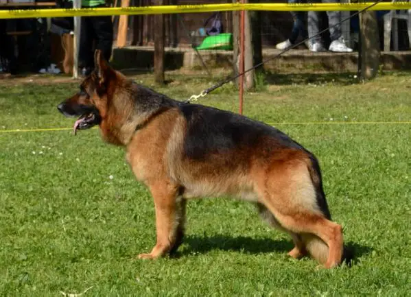 V17 ITA SAS 2014 Odin di Villa Andrei