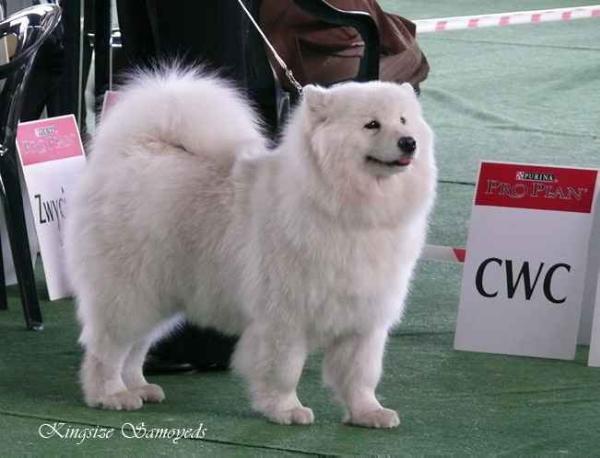 BLUE HEAVEN of BENJI Virta Valo FCI