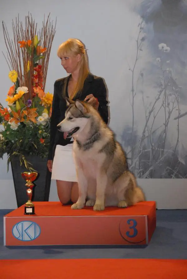 JCH Indiana Jones of Malamute Sanctuary FCI