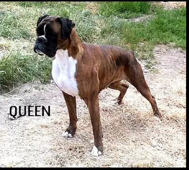 Queen de los Infazones