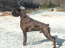 Seven du Cinquième Dôme