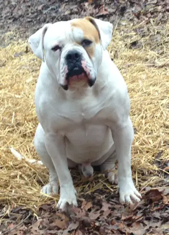 Brave Heart's 2 fisted Burger aka Whopper