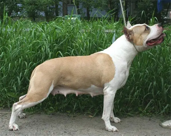 JCH.RUS, CHRUS Laskovij Zver Gvenndolin Bruks