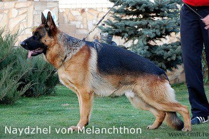 Naydzhel von Melanchthon