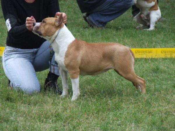 daredevil staff's evergreen song