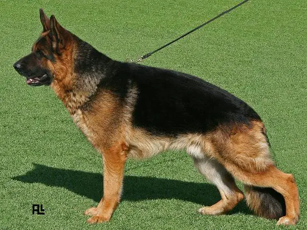 Bandos vom Hühnegrab