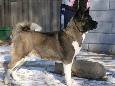 Serenada Severnoi Doliny Darina