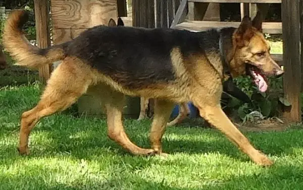 Hendon's Adolf Hitler Battles