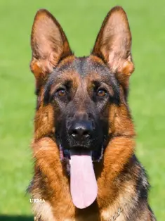 V Peppina de Intercanina