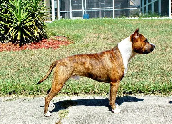 Esoteric's Brindle Ruff