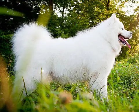 GCH / MULTI CH / JCH DIAMOND HONEY The Glow of the Snowy Star