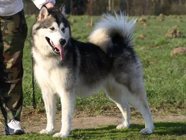 Chesvik Top Nancy Pricess of SnowLand