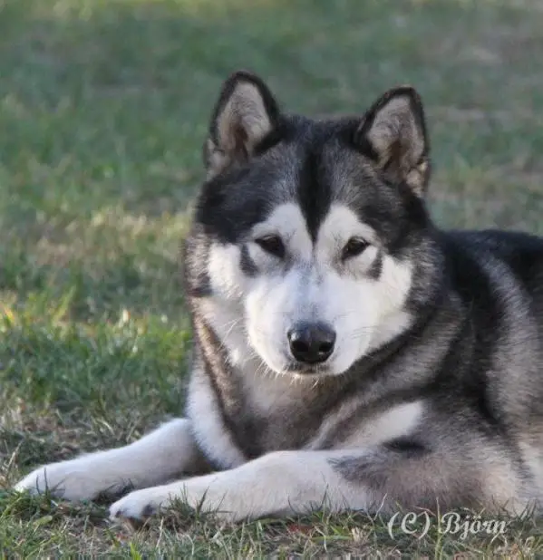 CH (SLO BUL MAK MONT) Cawley Star of Yukon