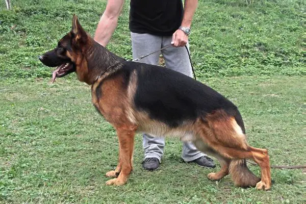 Jorgos  Noster Amicus