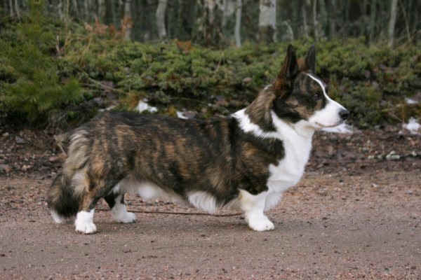 Copperleaf Kilkieran