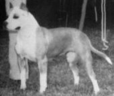 Ch. X-Pert Abbey's Hello Dolly