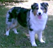 Briarbrooks Debutante