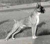 INTCH,KLUB-,WELT-S Eicko vom Herforder Ring